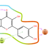 Molecular Dynamics Simulation (MD)