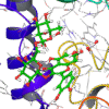 Extra Precision Molecular Docking (XP)